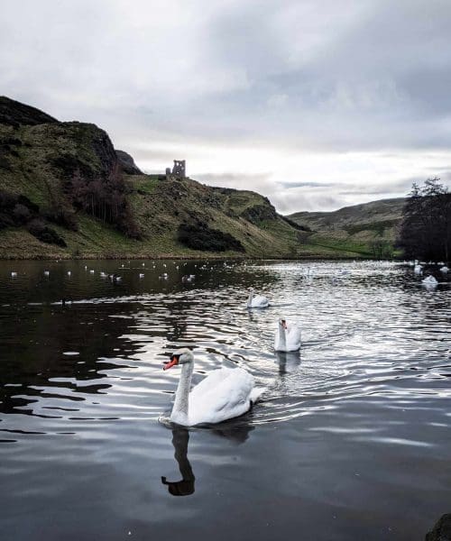 Edinburgh lake with swans