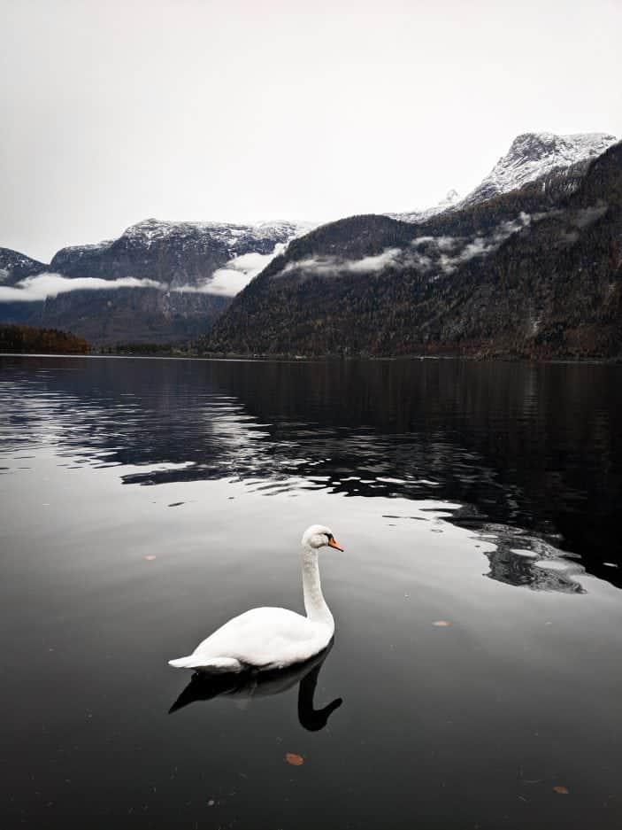 1 Week in Austria - swan in lake