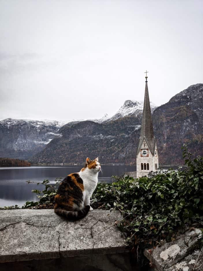 December Coffee Break - cat and mountains in Austria