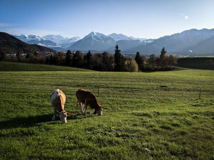 1 Week in Switzerland - green fields with cows and mountains