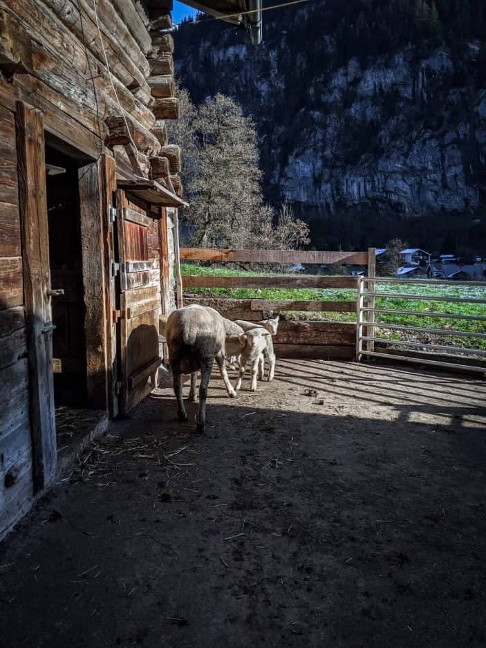 1 Week in Switzerland - sheep