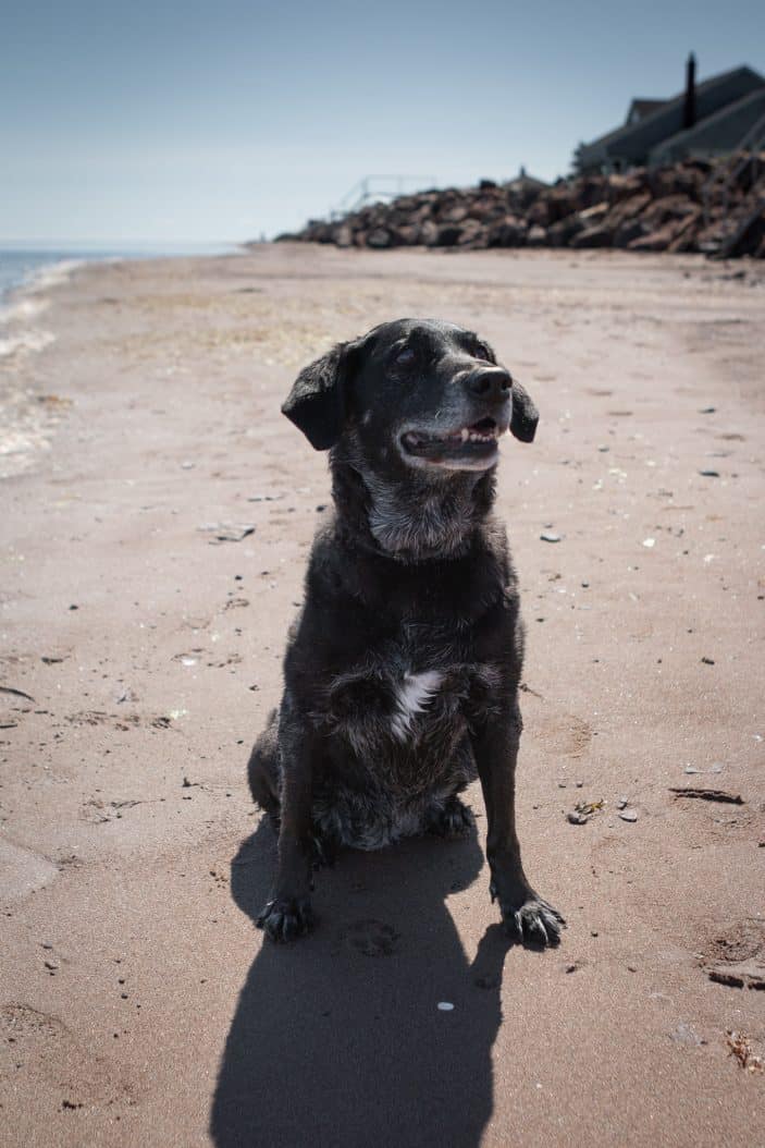 dog on a beach