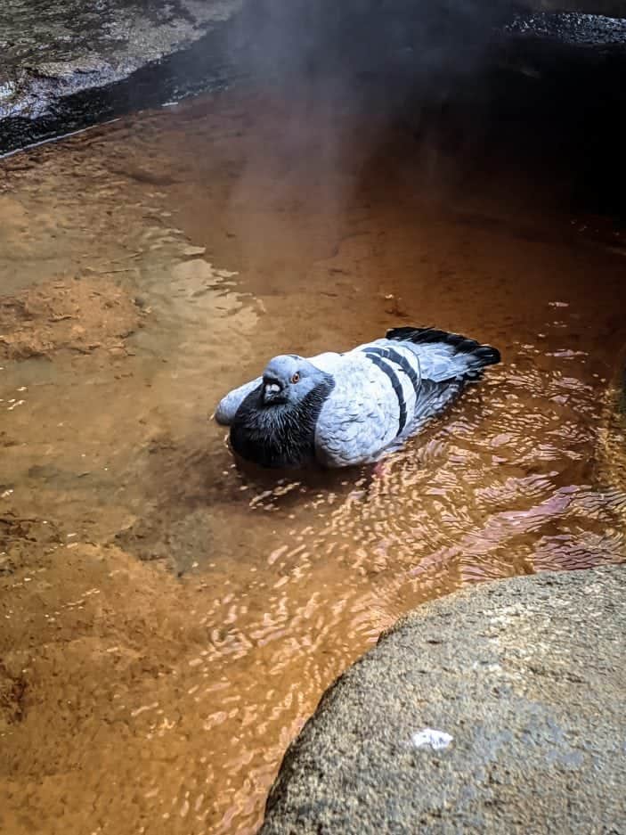 Pigeon in the Roman Baths