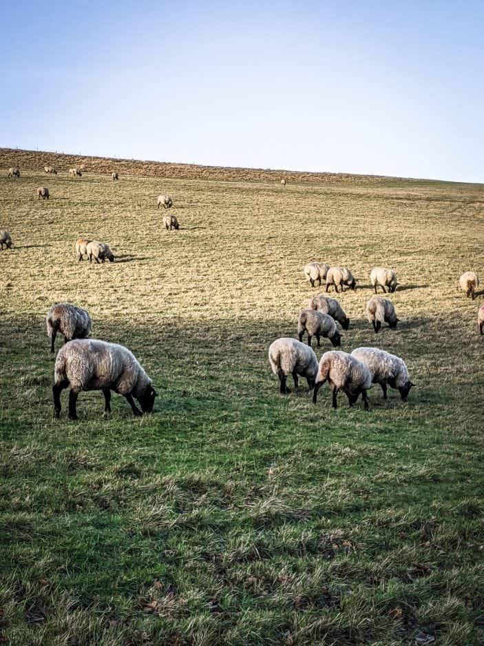 Sheep, England