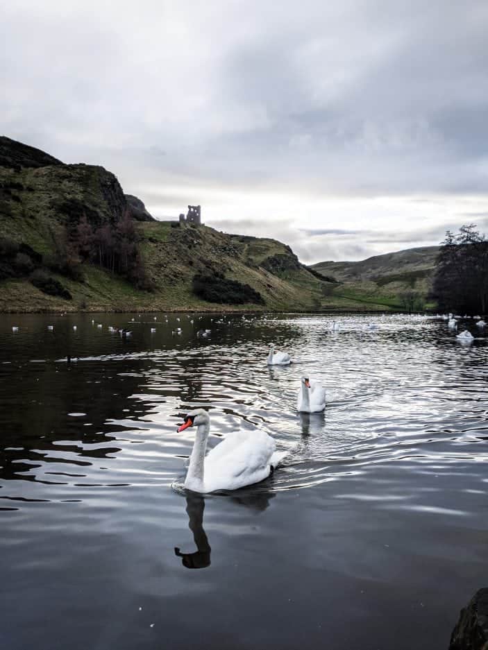 Edinburgh lake with swans - Backpacking in Europe