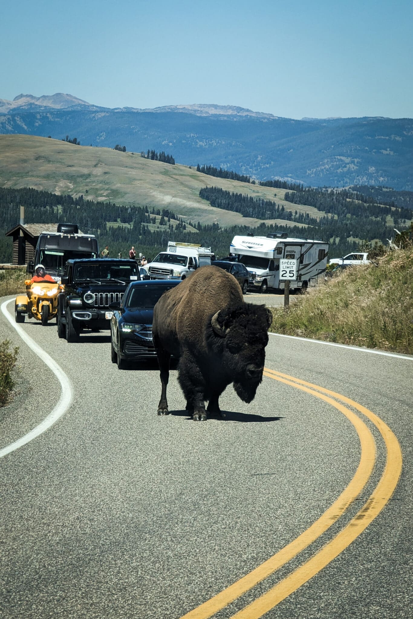Bison in the street in Yellowstone National Park