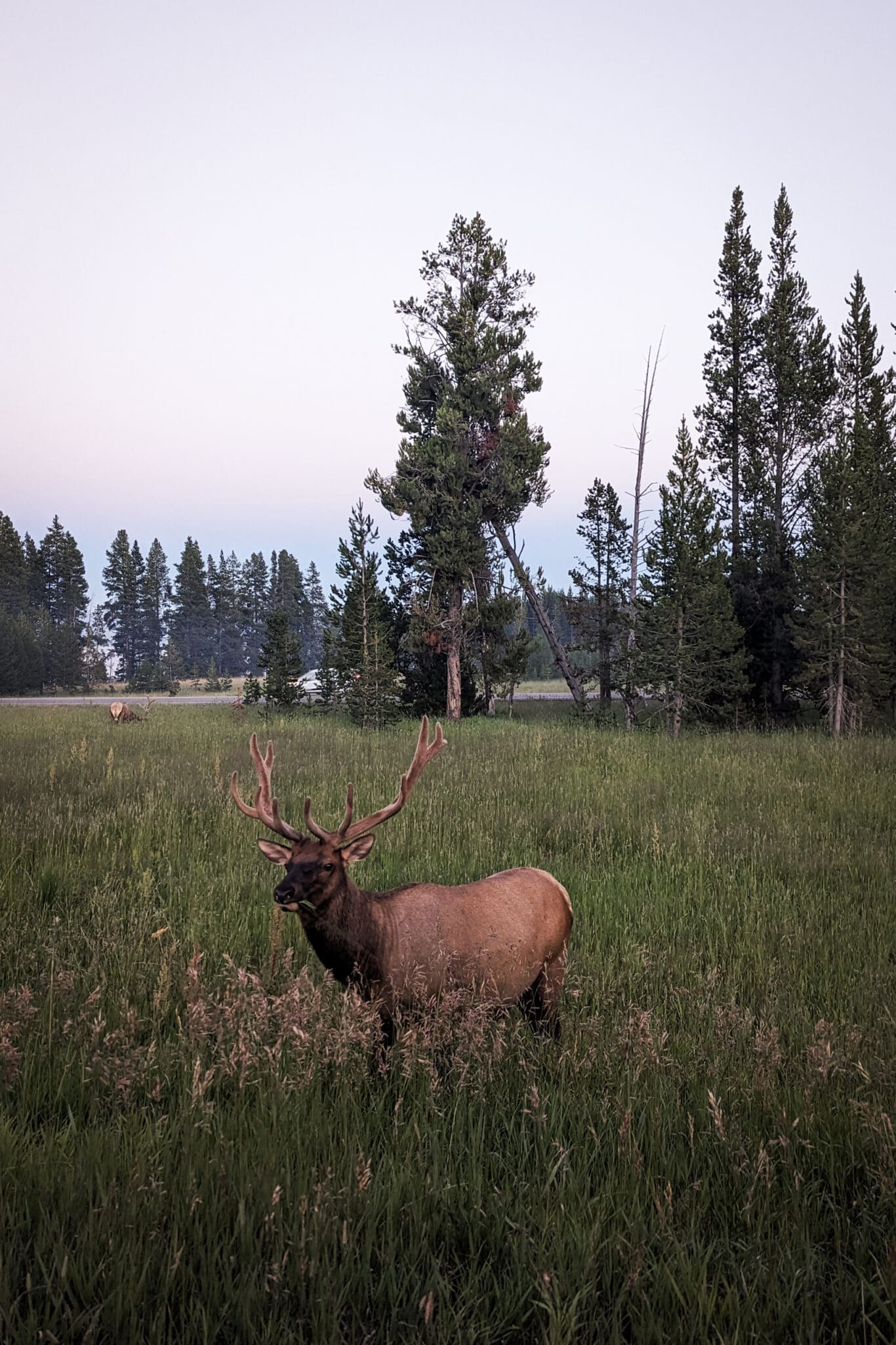 Elk in Yellowstone National Park