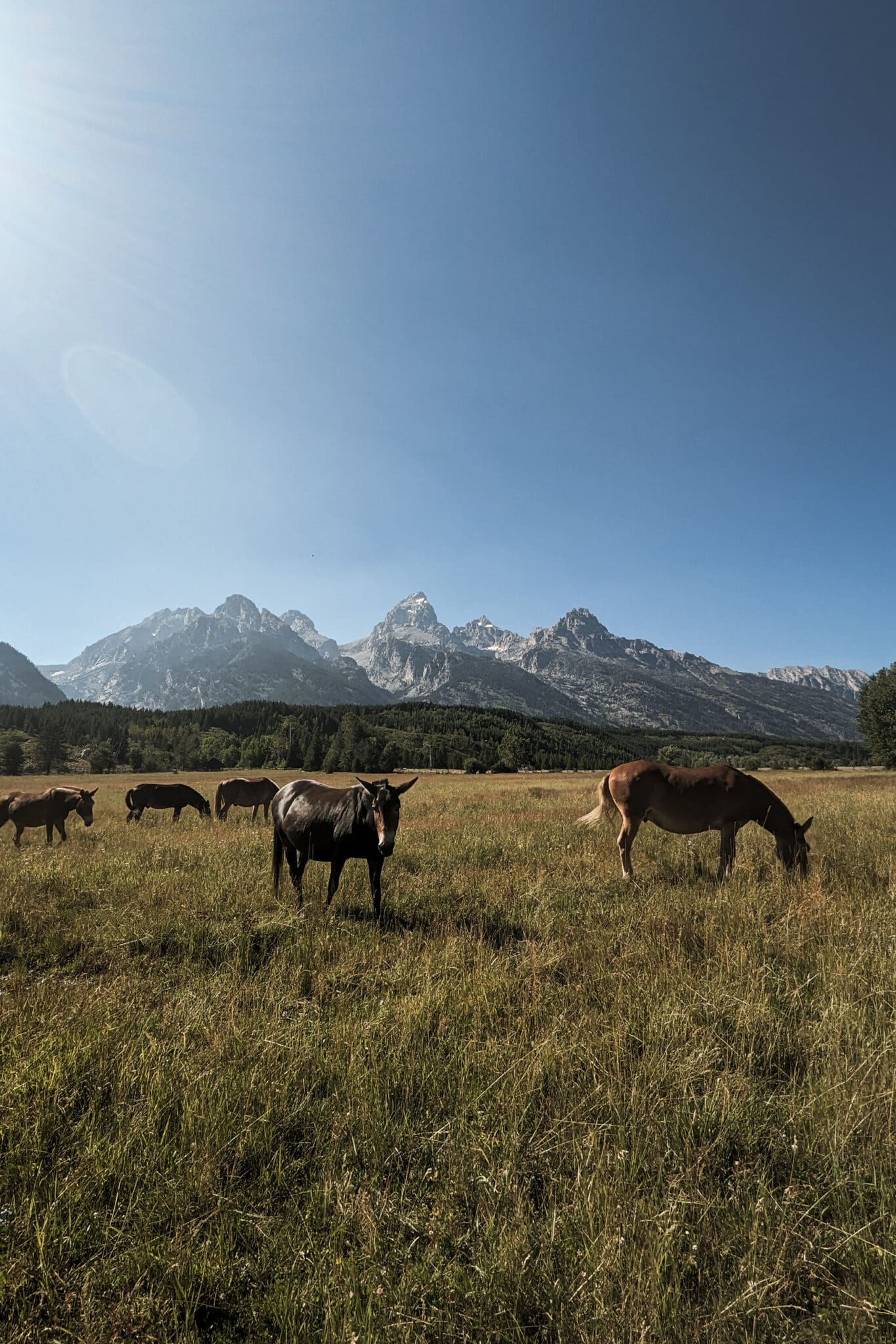 Horses in front of mountains in Grand Teton National Park