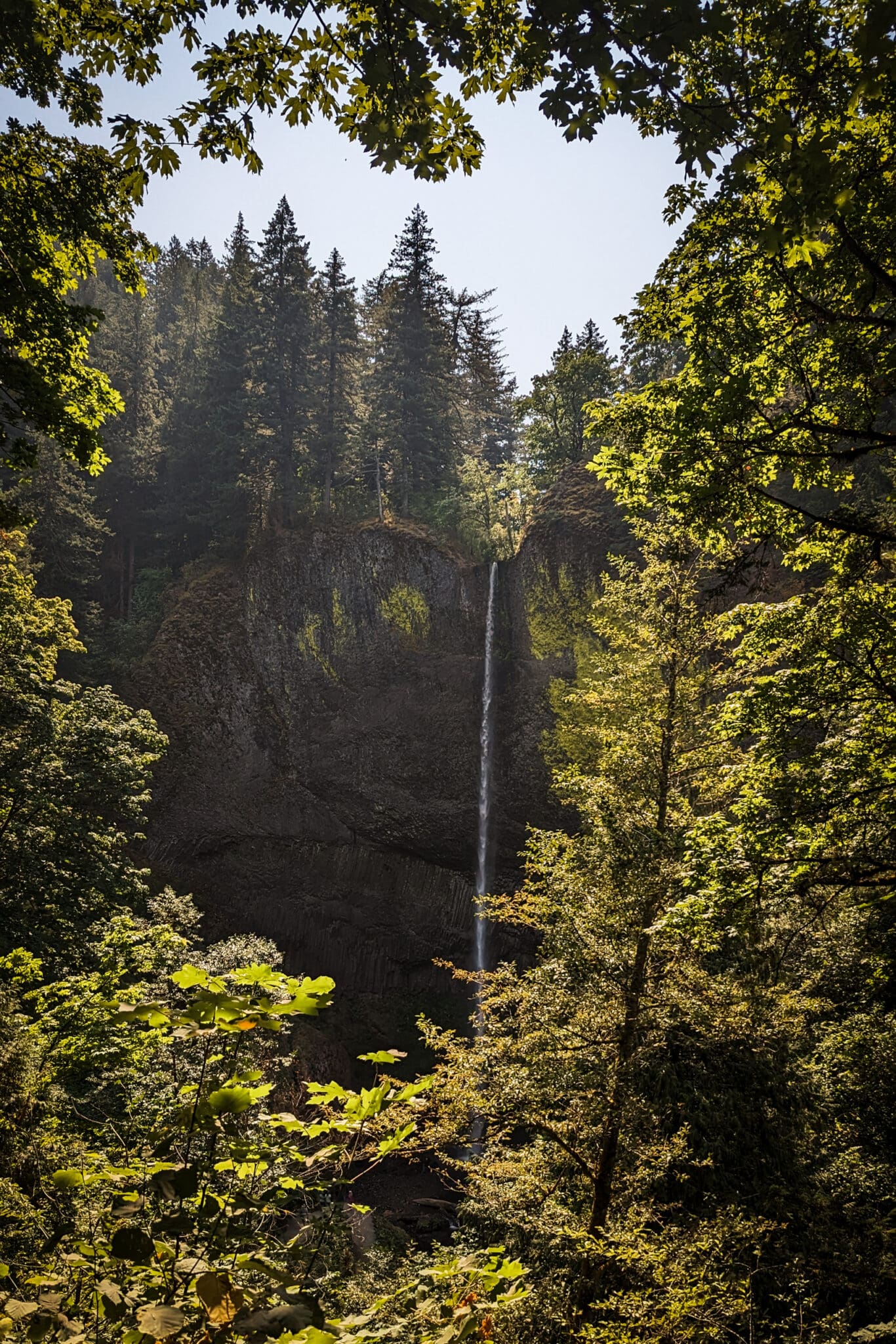 waterfall surrounded by trees 