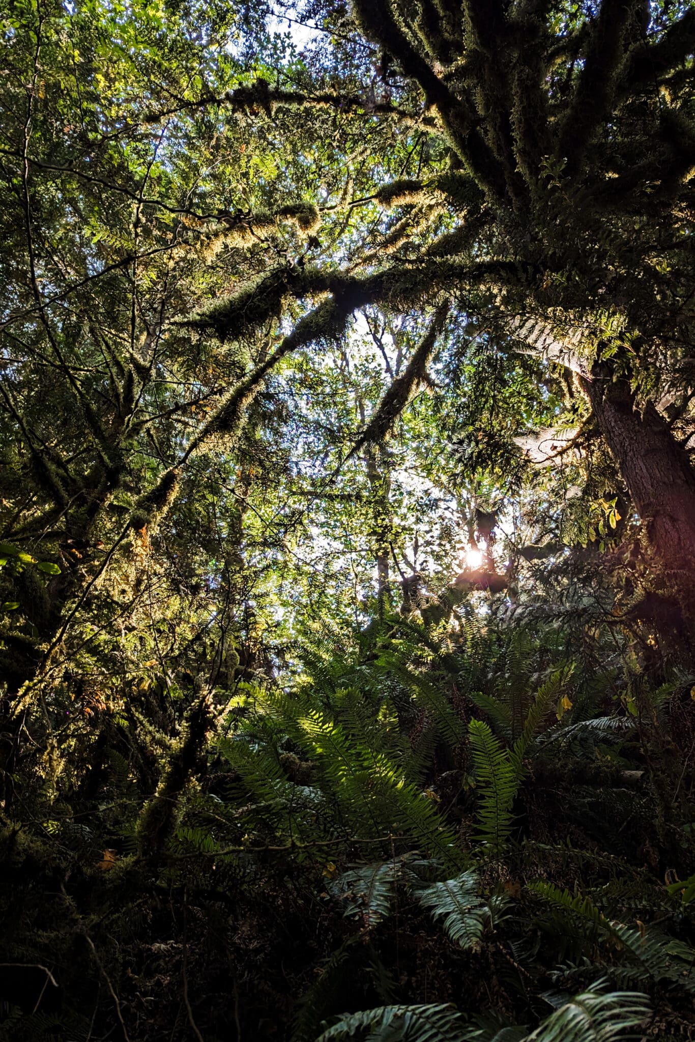 View of a forest covered in moss and ferns