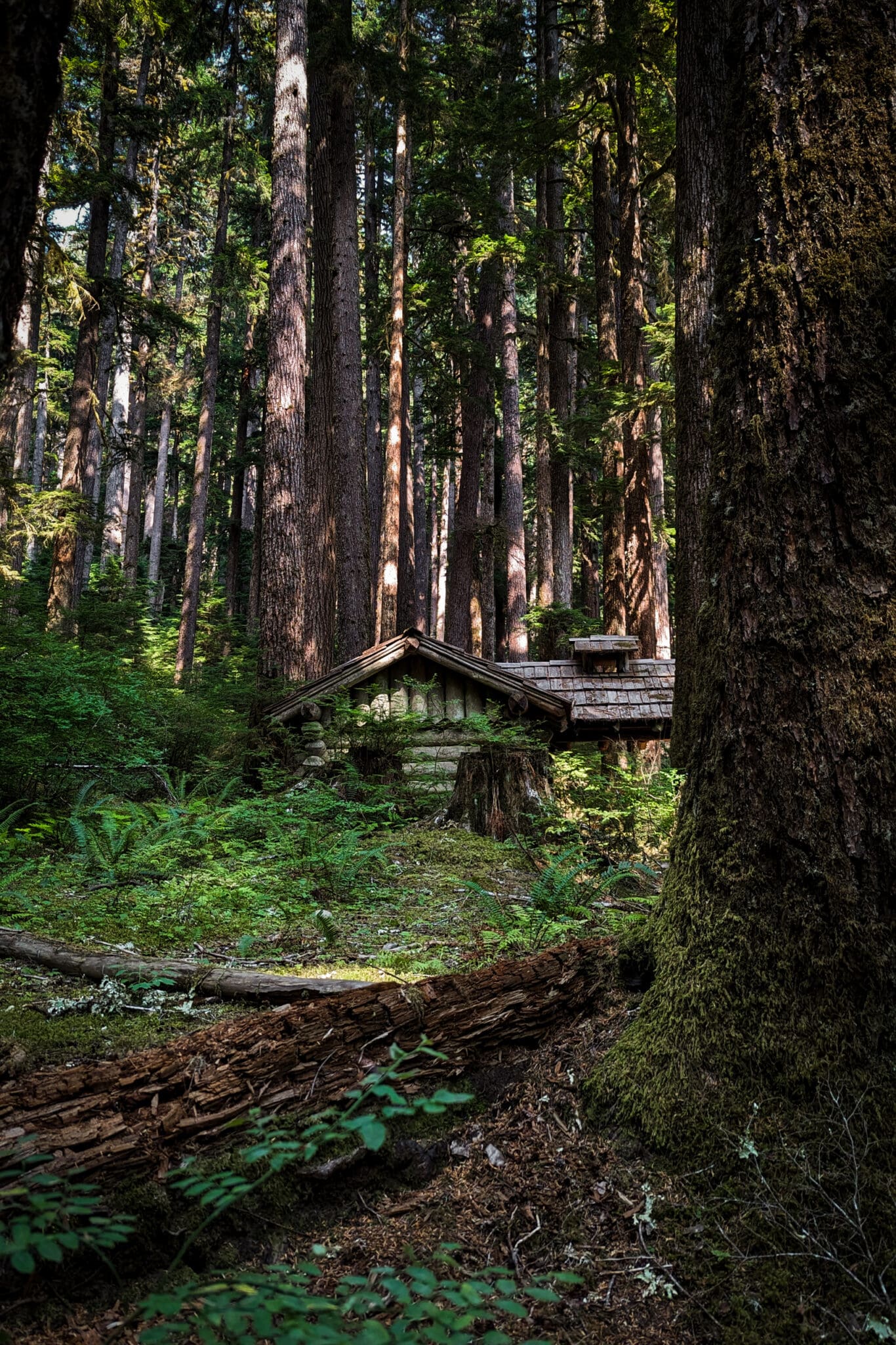 a log cabin covered in moss in a forest