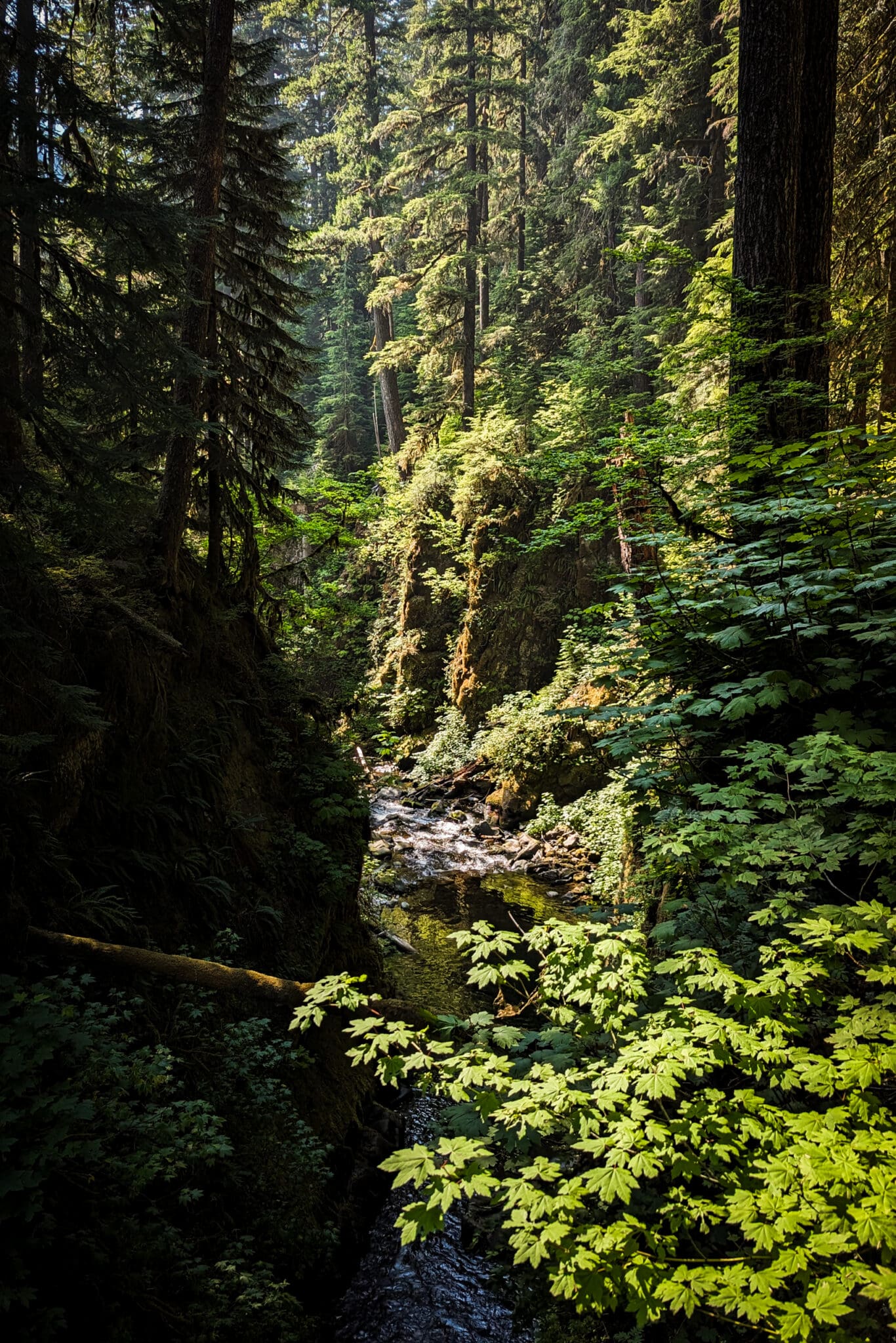 view of a river in a forest covered in moss