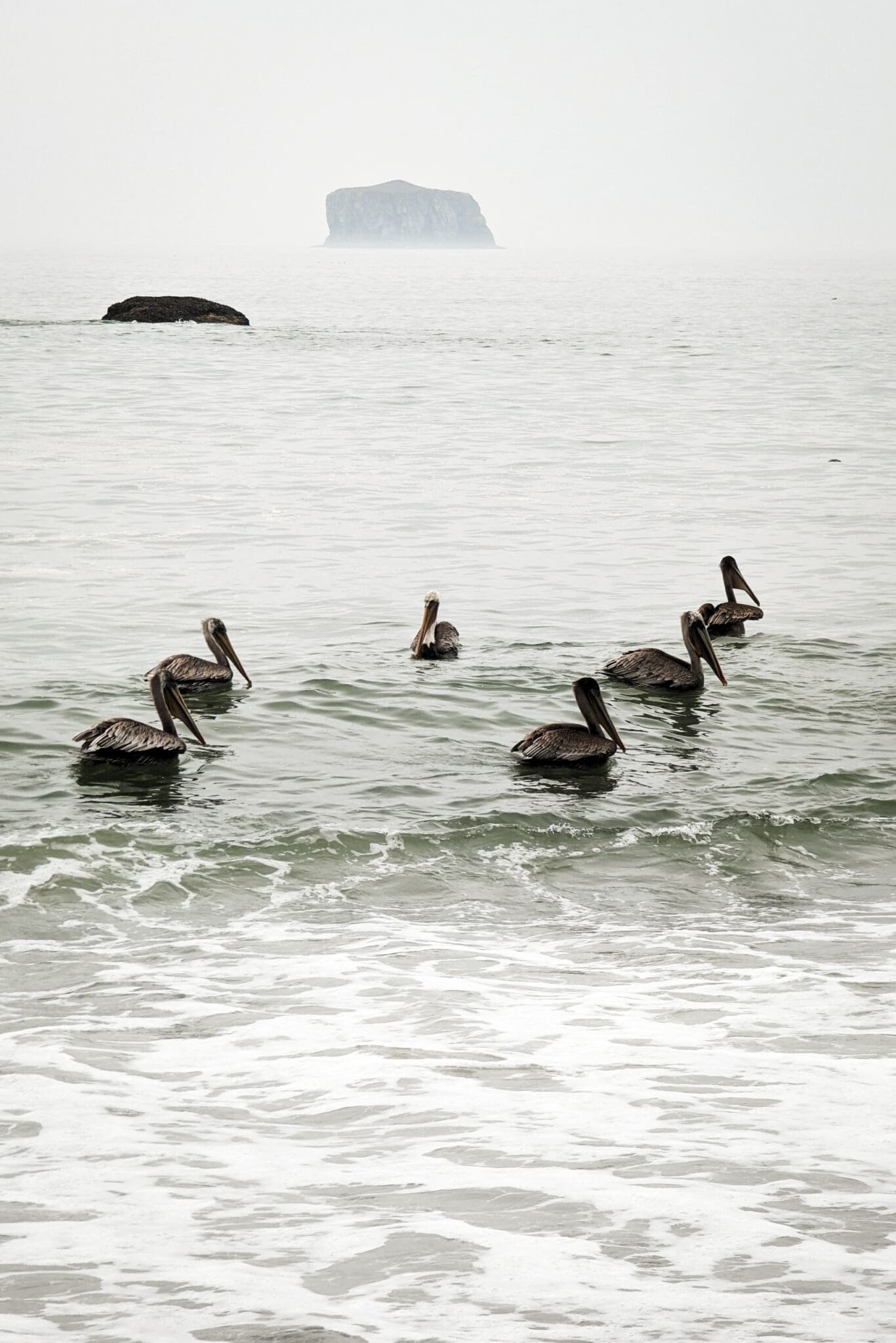 6 pelicans on the water