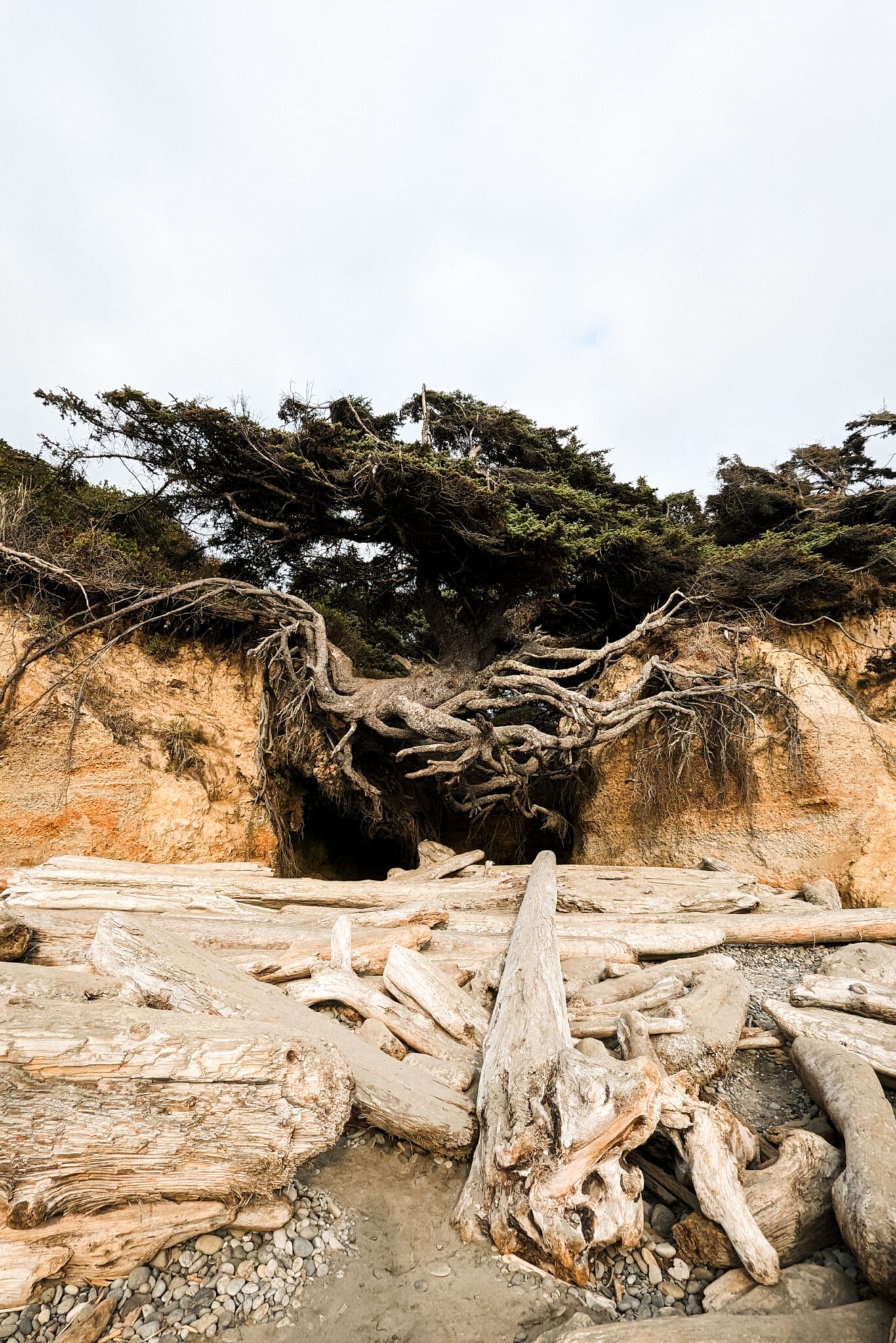 Tree of life surrounded by driftwood